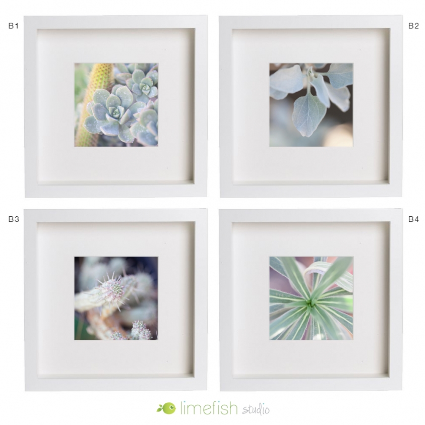 Limefish Studio 5x5 Fine Art Photo Prints | Succulents | Nature | Gifts | limefishshop on etsy